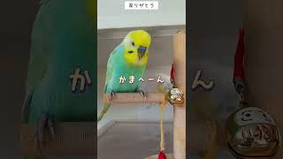 可愛い♥と褒めてくれるセキセイインコ🐥関西弁のくーちゃん🐥