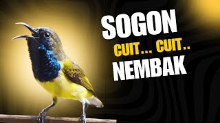 PANCINGAN SOGON GACOR NGLEPER MEMANGGIL lawan‼ampuh untuk pancingan sogon bahan