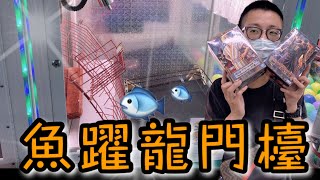 魚躍龍門檯...命中率可達百分百？還是檯面又另藏玄機？【醺醺Xun】[台湾UFOキャッチャー UFO catcher]