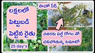 25 days Super Saaho Tomato Crop | 25 రోజుల సాహో టమాటో సీడ్ |Summer Tomato crop farming