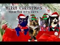 May Your Christmas Be Filled With Kits Cats