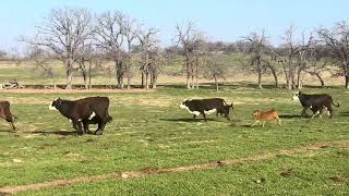 Homegrown F1 Braford first calf pairs exposed back to Angus Bulls