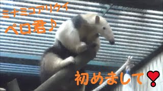 【ミナミコアリクイ】初めまして！ペロ君♪　2021/11/28　とべ動物園