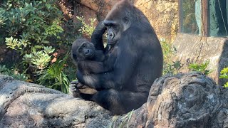 gorlla スモモを抱きしめるコモモ【2024年‎12月4日】【上野動物園】ゴリラ💗Komomo hugging Sumomo