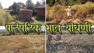 पारंपरिक पद्धतीने केली जाणारी कोकणातील भात-बांधणी | कोकणची भातकापणी | Rice Planting | Rice Cutting |