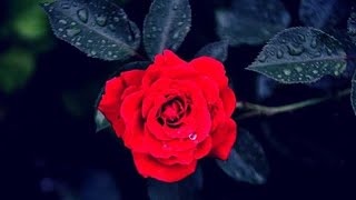 Giovanni Marradi -   Just For You ( Tylko dla Ciebie ) -   Kocham Róże