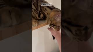 ベンガル子猫の尻尾触ろうとしてみた