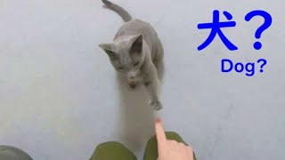 【犬っぽい猫】とってもお利口なロシアンブルー パート13 激ムズのお手に挑戦！ - The Dog-like Russian blue cat is smart and kind Part 13