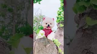OMG So Cute 😍 Tik Tok Chó Phốc Sóc Mini 🐶Funny and Cute Dog Pomeranian #shorts