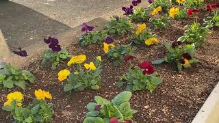 【東部台】パンジーの花壇をご覧ください