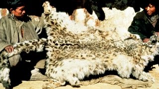 THE LAST SNOWLEOPARD