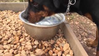 ROTTWEILER DRINKING WATER IN SLOW-MO 240FPS