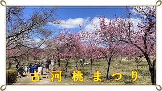 古河桃まつり（茨城県古河市）