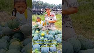 Watermelon Harvesting #watermelon #harvesting #shorts #trendingshorts #shortsvideo #semangka #fruit