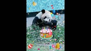 今天是毛笋的10岁生日，祝我们笋妹生日快乐，熊生幸福🎂🎉🍎🎋大熊猫毛笋