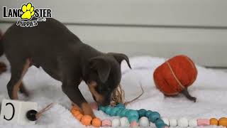 Precious Miniature Pinscher Hybrid Puppies