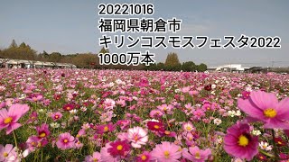 20221016 福岡県 朝倉市 キリンコスモスフェスタ 1000万本 満開見頃！