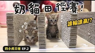 【黃阿瑪的後宮生活】奶貓田徑賽！四小虎日常EP.2