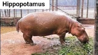 জলহস্তী Hippopotamus / আফ্রিকার একটি তৃণভোজী স্তন্যপায়ী প্রাণী। #wildlife