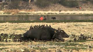 Buffaloes on bank of filthy Yamuna river, with mynas piled on