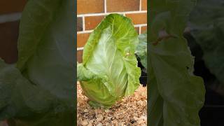 Growing Early Pointy Cabbage from Seed to Harvest - Container Garden