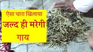 सूखे चारे मे मिलावट | Adulteration in dry fodder?