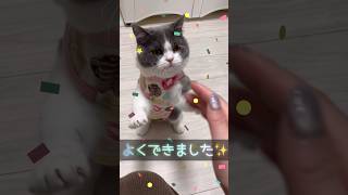 【今日のニャンご飯102】#タッチ猫 #ブリティッシュショートヘア #避妊手術9日目 #cat #shorts  #ハチワレ