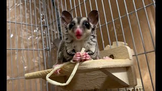 初めてのフィッシュスティックにご満悦のモモンガ　sugarglider fishsticks