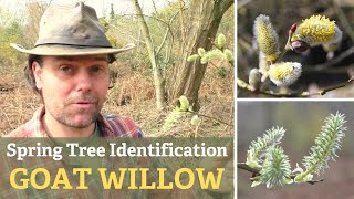 How To Identify Trees Goat Willow In Spring