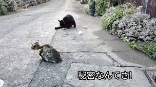 サビと茶トラと黒ばぁーば　最後に捨て子猫の秋茶の映像を少し!