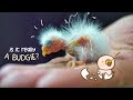 Unbelievable Budgie Breeding Story 🫣