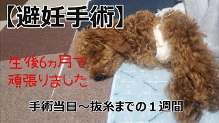 【生後６か月】避妊手術してきました！頑張った１週間(´；ω；`)ｳｩｩ