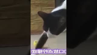 奇奇怪怪的猫咪冷知识又增加了 #005