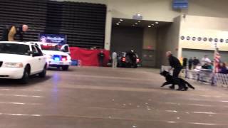 Dog Show: Police Dog Jumps Over Car (regular speed)