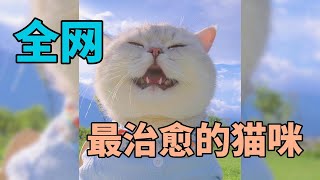 一只在忙碌与纷扰的生活里抚慰人心的猫咪-----多多