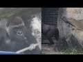 gorilla d jeeco family 吃。全家互動 tayari jabali ringo 追逐。d jeeco dad 叫回去 麻布袋.喝奶 2024 12 30 15 04 16 24