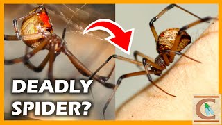 Are Brown WIDOW Spiders Actually DEADLY? - Free Handling a VENOMOUS Spider!