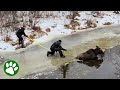 Brave rescue of moose stuck on ice