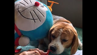 【ぬいぐるみ犬】大好きなドラえもんと嬉しそうに遊ぶビーグル犬・・・Healing/dog　癒し/犬　ビーグル/BEAGLE　セラピー犬