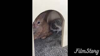 子猫とハリネズミが仲良く。。。？？笑笑