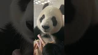 Panda Fei Yun:Hmm..Why Stop The Music?🐼 #panda #pandaeating #熊猫 #cute #eat #music #animallover