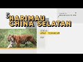 infografik fakta berkenaan harimau