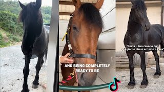 🐴  The Cutest HORSES 🦄 - TikTok Compilation #