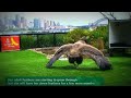 andean condor chick at taronga zoo