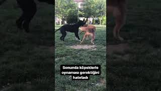 Bomonti dog evcil hayvan köpek video