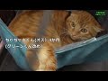 【保護猫譲渡会】にゃんこのお家探し譲渡会 2024年11月17日 megaドンキ成東店