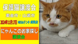 【保護猫譲渡会】にゃんこのお家探し譲渡会 2024年11月17日 MEGAドンキ成東店