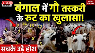 Cow Smuggling News Update LIVE: बंगाल में गौ तस्करी के रुट का खुलासा, सबके उड़े होश! | West Bengal