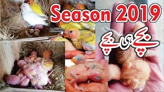 Breeding Progress Season 2019 | Albino Red Eyes and Lutino Red Eyes Breed