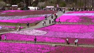 ★『 絶景・秩父／芝桜まつり』羊山公園 ~ 4/16 ♪BGM /オリジナル